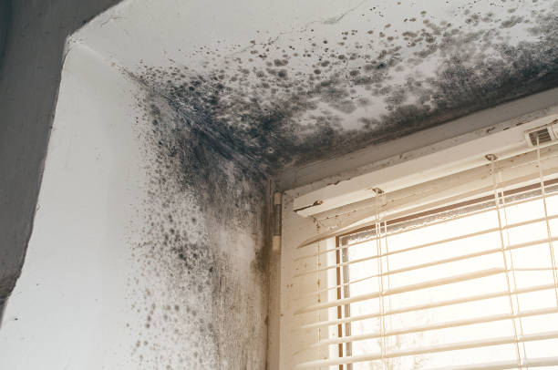 Affordable Basement Mold Removal solutions in Bellmore, NY